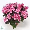 RHODO SI HULSTEN