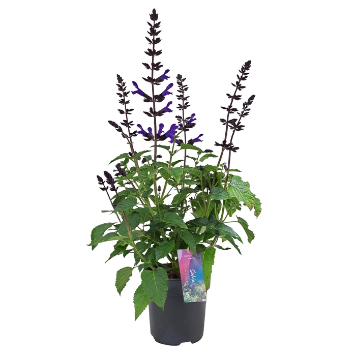 <h4>Salvia salgoon Lake Blueberry p17 (NL)</h4>