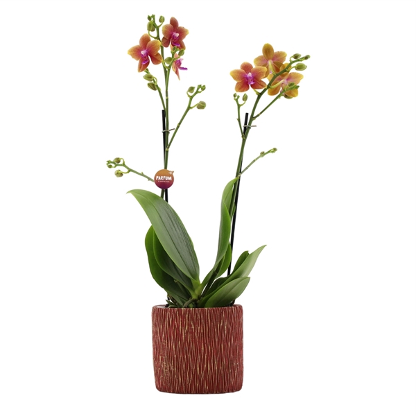 <h4>Parfum | Bolgheri in Galaxy pot | Phalaenopsis 2 spike</h4>