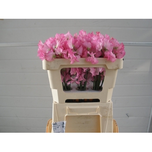 LATHYR WI SUNS ROSE