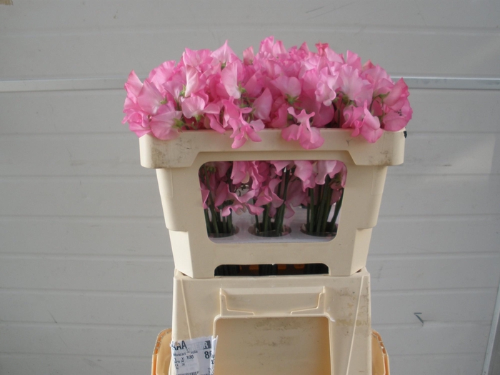 <h4>LATHYR WI SUNS ROSE</h4>