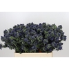 Eryngium Magical Grand Lagoon