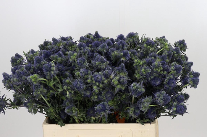 Eryngium Magical Grand Lagoon