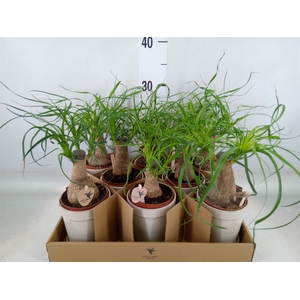 Beaucarnea recurvata