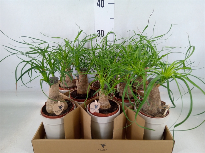 <h4>Beaucarnea recurvata</h4>