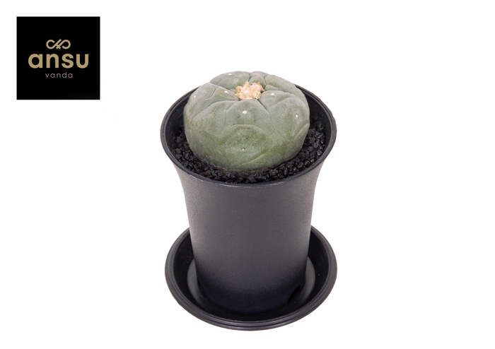 <h4>Cactus Lophophora Fricci</h4>