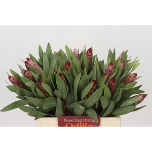 Protea Robijn
