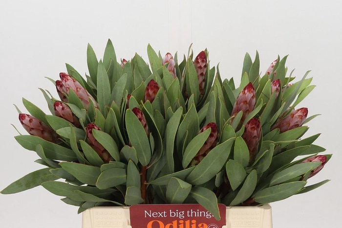 <h4>Protea Robijn</h4>