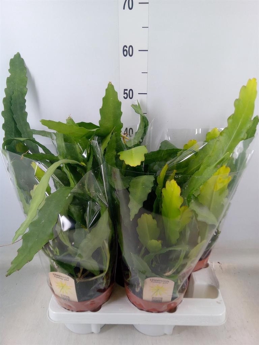 <h4>Epiphyllum   ...</h4>