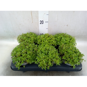 Sedum album 'Coral Carpet'