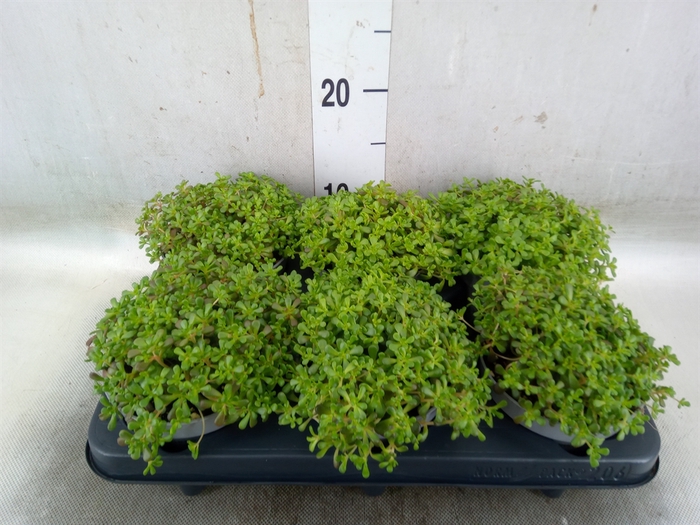 <h4>Sedum album 'Coral Carpet'</h4>