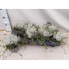 Leucoph Challenge + Muehlenbeckia