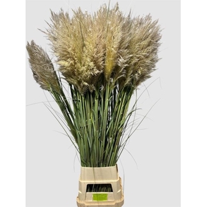 CORTADERIA OV VERS 160 CM !!