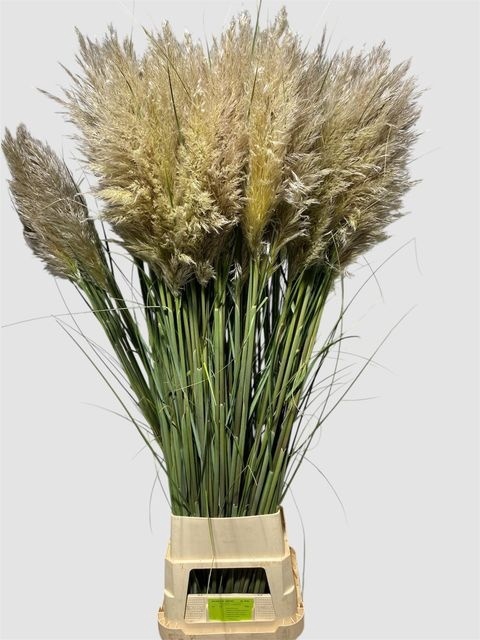 <h4>CORTADERIA OV VERS 160 CM !!</h4>