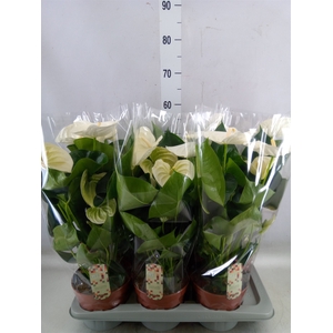 Anthurium andr. 'Alpine'
