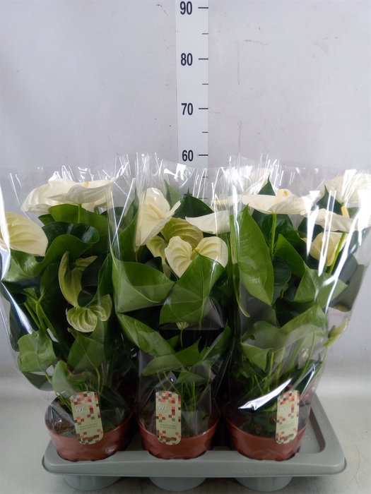 <h4>Anthurium andr. 'Alpine'</h4>