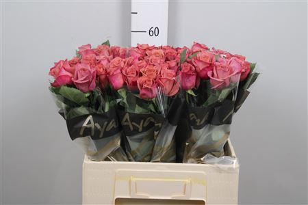 <h4>R Gr Barista</h4>