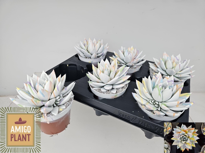 <h4>ECHEV MIRANDA</h4>