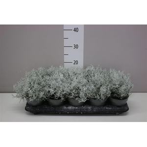 Calocephalus Br Challenge Snow