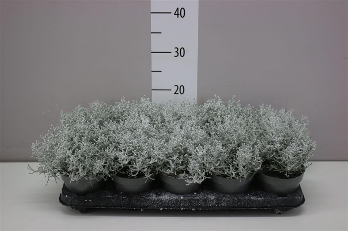 <h4>Calocephalus Br Challenge Snow</h4>