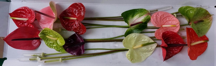 <h4>Anthurium Mix Simply Red</h4>