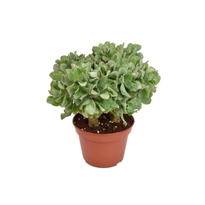 Crassula arborescens subsp. undilat