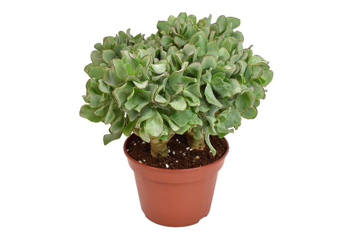 <h4>Crassula arborescens subsp. undilat</h4>