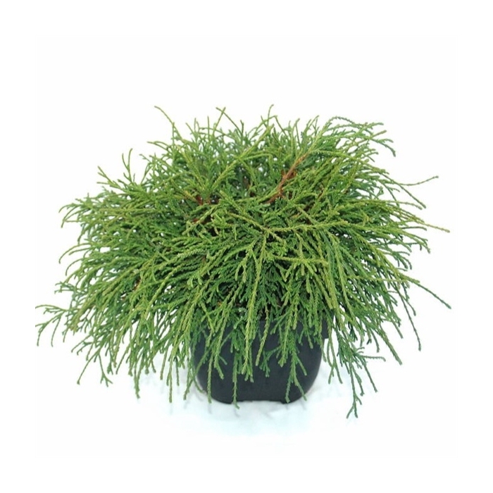 <h4>Chamaecyparis pisifera 'Filifera Nana' P17</h4>