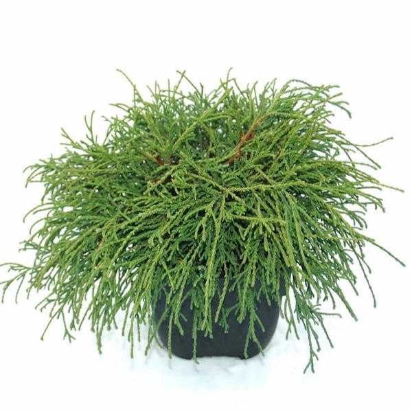 <h4>Chamaecyparis pisifera 'Filifera Nana' P17</h4>