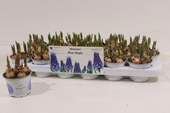 <h4>MUSCAR BLUE MAGIC</h4>