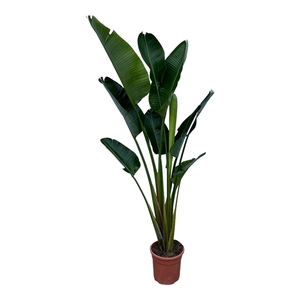 Strelitzia Nicolai - 200cm