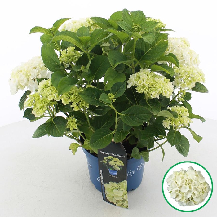 <h4>Hydrangea macr. Royalty® 'Ice Girl'® C3.5 (20cm.) Kn.</h4>