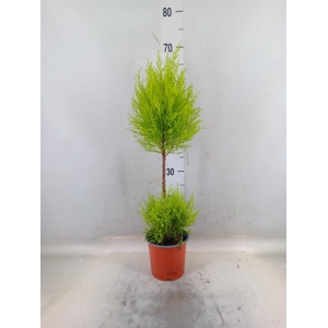 Cupressus macro. 'Goldcrest Wilma'
