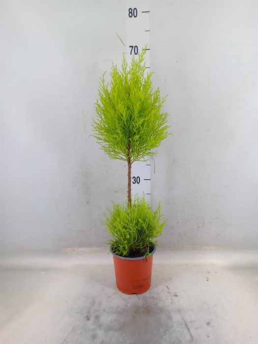 <h4>Cupressus macro. 'Goldcrest Wilma'</h4>
