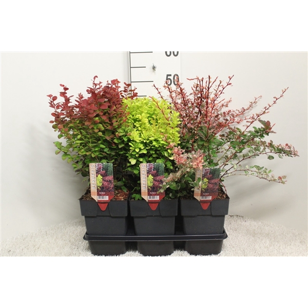 <h4>Berberis thunbergii mix opgaand P17 potgekweekt</h4>