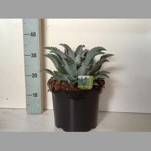 AGAVE OV