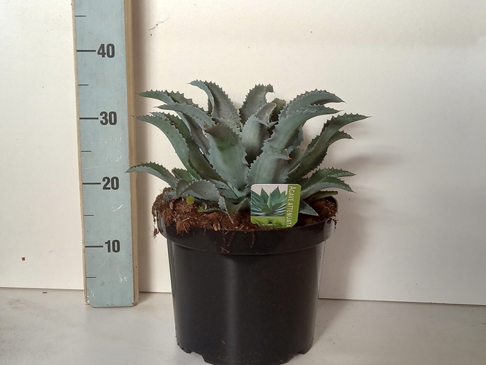 <h4>AGAVE OV</h4>
