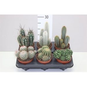 Cactus Gemengd