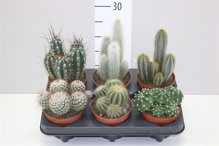 <h4>Cactus Gemengd</h4>