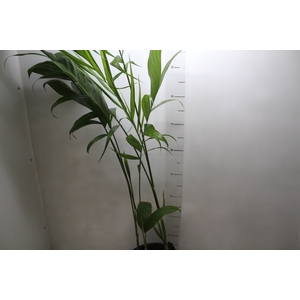 CHAMAED. MICROSPADIX P24