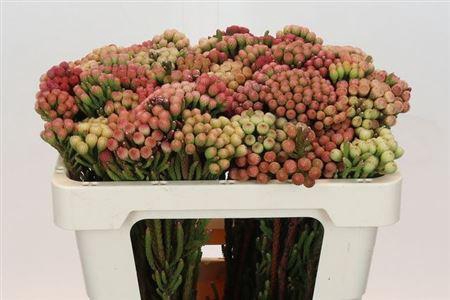 <h4>Kaaps Brunia La Red</h4>