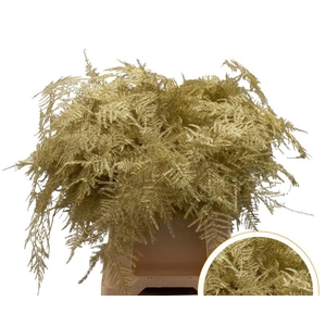 Asparagus 1e Veren Gold