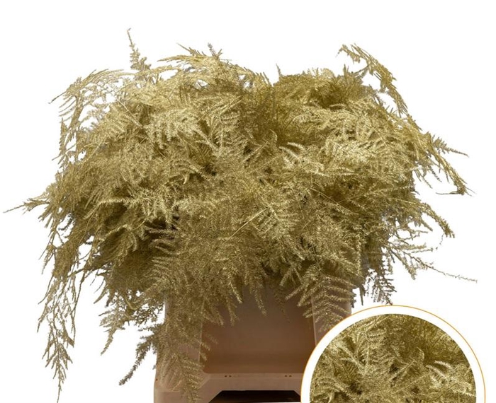 <h4>Asparagus 1e Veren Goud</h4>