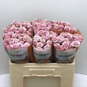 ROSA TR 'LEILA LILAC'