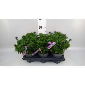 Aster dum. 'Alpha dk Purple Launch'