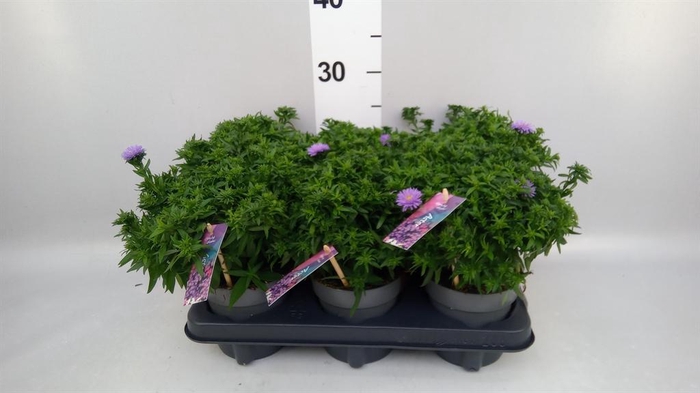 <h4>Aster dum. 'Alpha dk Purple Launch'</h4>
