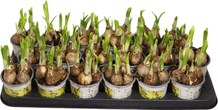 <h4>Narc O Tete A Tete</h4>