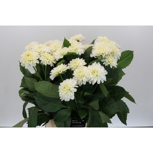 Dahlia Snow Cap
