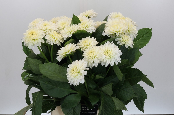 Dahlia Snow Cap