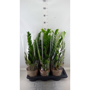 Zamioculcas zamiifolia